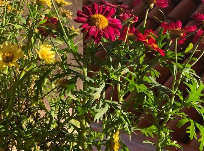 Διαμέρισμα Sunone